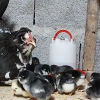 جوجه گلین خروس گلین