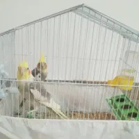 ۸تا عروس هلندی بالغ یکجا واگذار میشود|پرنده|تنکابن, |دیوار