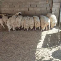بره پرواری|حیوانات مزرعه|دره شهر, |دیوار