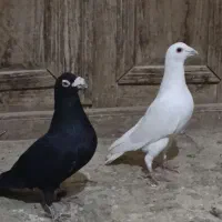 پلاکی نر زاغ صحرای و سفید