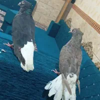 جوفت اشعل درجه یک|پرنده|اهواز, کوی مندلی(سه راه خرمشهر)|دیوار