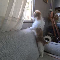 واگذاری شیتزو ماده ۵ماهه به خانواده