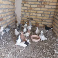 چندعددکفتر|پرنده|اسفرورین, |دیوار