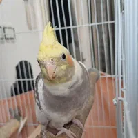 عروس‌‌ هلندی‌.وایت فیس.گل باقالی.ابلغ