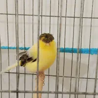 قناری گلاستر اورجینال