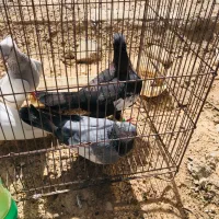 ماده سرک سبز، ۱