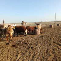 بره قوچی|حیوانات مزرعه|گنبد کاووس, |دیوار