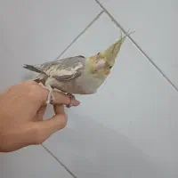 عروس هلندی برنزی