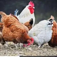 فروش تعدادی مرغ و خروس