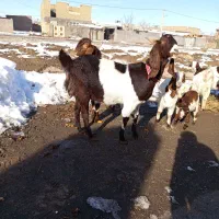 بز و بزغاله