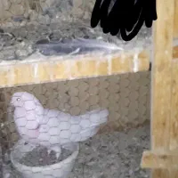 کبوتر گمشده|پرنده|پاکدشت, پاکدشت (مامازند)|دیوار