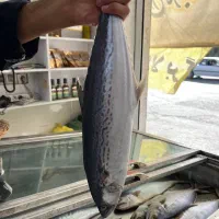 تخفیف ویژه مهر ماه در ماهی سرای فلاح