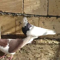 کبوتر رنگی دورگ شکار|پرنده|لنجان, |دیوار