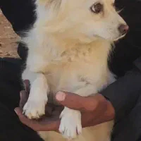 فوری|سگ|شهرکرد, |دیوار