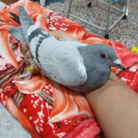 کبوتر پلاکی ذات دار|پرنده|بافق, |دیوار