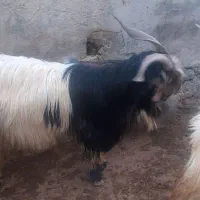 بهدهتخمیروزگاری|حیوانات مزرعه|ناغان, |دیوار