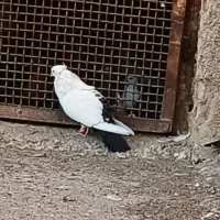 کبوتر|پرنده|شوشتر, |دیوار