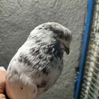 کبوتر جوجه کشی|پرنده|لنگرود, |دیوار