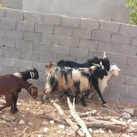 فروش پازن وبز در شهرستان جم|حیوانات مزرعه|جم, |دیوار