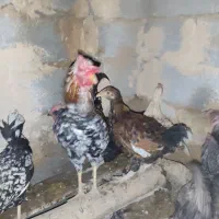 کلشیر|حیوانات مزرعه|جوانرود, |دیوار