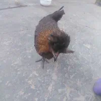 خروس و مرغ لکی