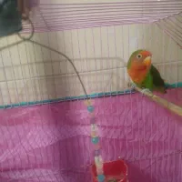 طوطی برزیلی|پرنده|رشت, کوی حسینی|دیوار