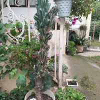 فروش تعدادی از گلها یکجا