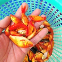 ماهی قرمز مخلوط شب عید|ماهی|نجفآباد, فاز ۲ شهرک آزادگان|دیوار