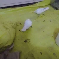 کفتر|پرنده|دلیجان, |دیوار