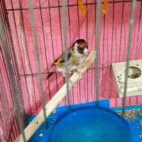 سهره نروماده یادوتانر|پرنده|اصفهان, عاشق‌آباد|دیوار