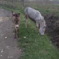 خر جوان کورشم نر