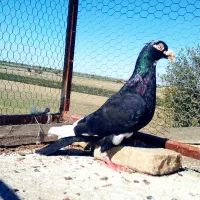 ۴ تا کبوتر|پرنده|گرگان, |دیوار