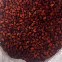 زغال اخته خشک