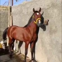 اسب دره شوری