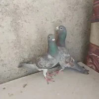 کفتر جفتی