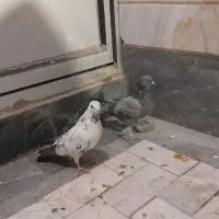 کفتر یاکبوتر|پرنده|قم, ولیعصر|دیوار