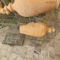 طوطی برزیلی.قفس تاشو بازاری جوجه پران لانه پرنده|پرنده|شاهرود, |دیوار