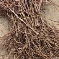 نهال انگور مرغوب|خدمات باغبانی و درختکاری|قزوین, |دیوار