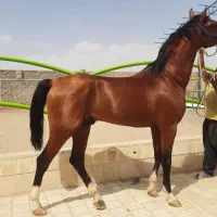 بکس وپانسیون و...|اسب و تجهیزات اسب‌سواری|یزد, |دیوار