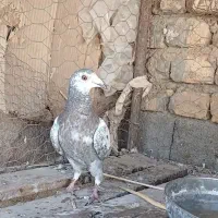 ۱۲ تا کفتر پلاکی|پرنده|مرودشت, تخت جمشید|دیوار