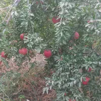 فروش   باغچه  ۵۴۰متر با ۲۲ دقیقه  آب موتور اولسجرد|فروش زمین و ملک کلنگی|ساوه, |دیوار