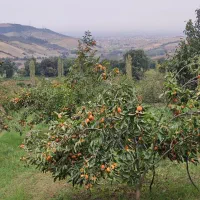 فروش خرمالو