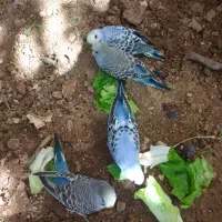 جوجه مرغ عشق|پرنده|شیراز, نصر|دیوار