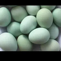 تخم مرغ سبز وبرهما نطفه داروکرک شو وجوجه