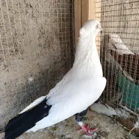 کفتر دمبی سیاه نر
