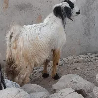 کهره رودان|حیوانات مزرعه|رودان, |دیوار