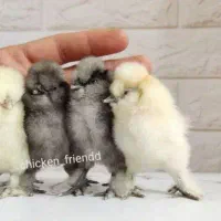 جفت مرغ و خروس زینتی و جوجه ابریشمی و تخم نطفه دار|حیوانات مزرعه|اصفهان, بهارانچی|دیوار