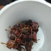 مویز کهنه