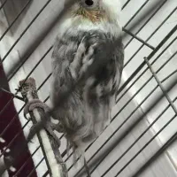 جوجه عروس هلندی