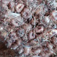 پیاز زعفران ، سورت شده ،بدون خاک ،گلخانه ای،بنه|عمده‌فروشی|اصفهان, امامزاده اسماعیل|دیوار